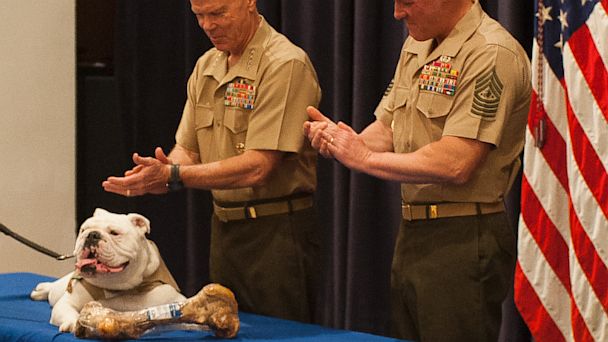 ht_marine_corp_mascot_thg-Chesty_thg_130906_16x9_608